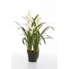 Plantas e Arvores Artificiais - | Darden | Importação, Produção e Comercialização de Plantas e Árvores Artificiais - Orquídea Cimbidium