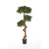 Plantas Arvores Exoticas - Podocarpus | Darden | Importação, Produção e Comercialização de Plantas e Árvores Artificiais