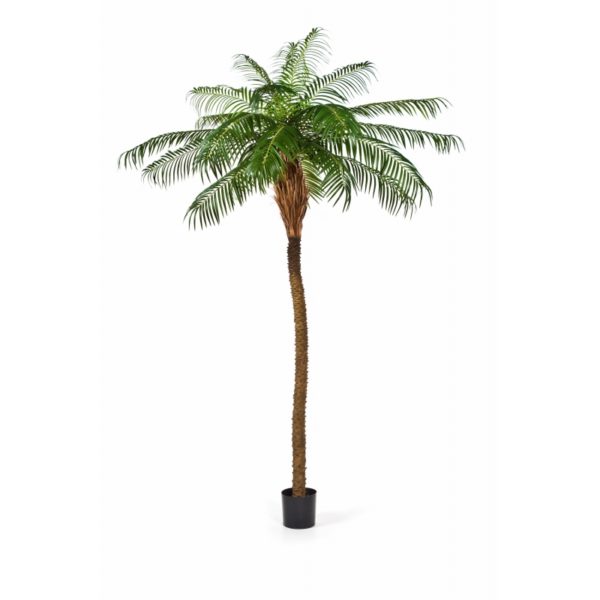 Plantas Arvores Exoticas - Palmeira Phoenix | Darden | Importação, Produção e Comercialização de Plantas e Árvores Artificiais