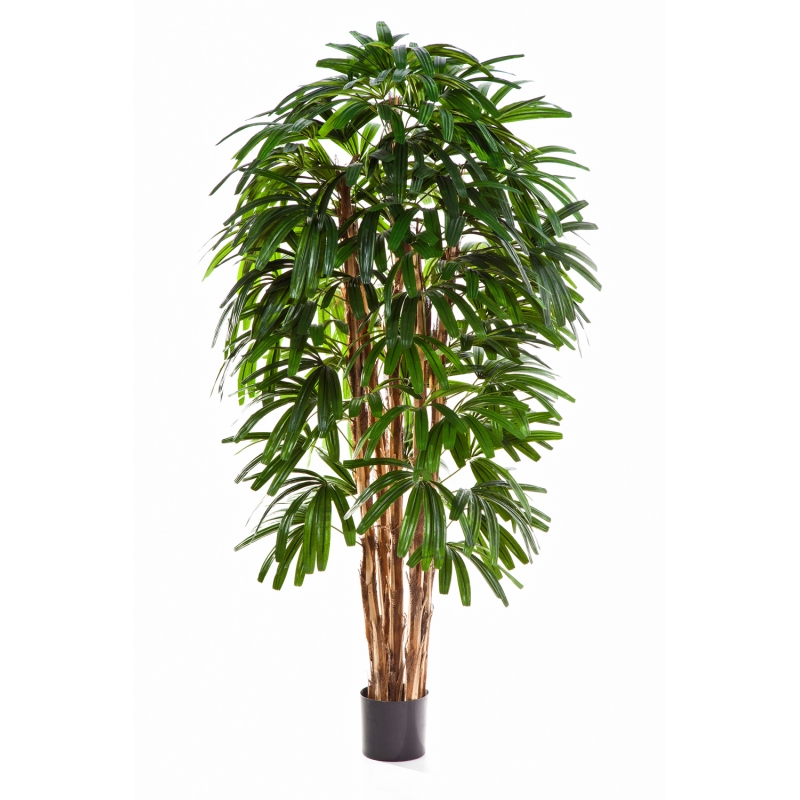 Plantas Arvores Exoticas - Palmeira Raphis | Darden | Importação, Produção e Comercialização de Plantas e Árvores Artificiais