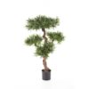 Plantas e Arvores Exoticas - Podocarpus| Darden | Importação, Produção e Comercialização de Plantas e Árvores Artificiais