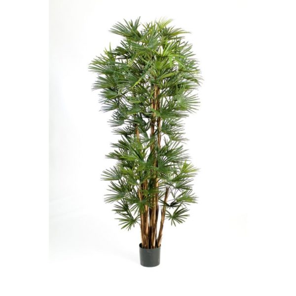 Plantas Arvores Exoticas - Palmeira Baby Fan | Darden | Importação, Produção e Comercialização de Plantas e Árvores Artificiais