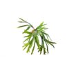 Plantas Artificiais - Staghorn Fern | Darden | Importação, Produção e Comercialização de Plantas e Árvores Artificiais