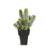 Plantas Artificiais - Sedum Cluster| Darden | Importação, Produção e Comercialização de Plantas e Árvores Artificiais