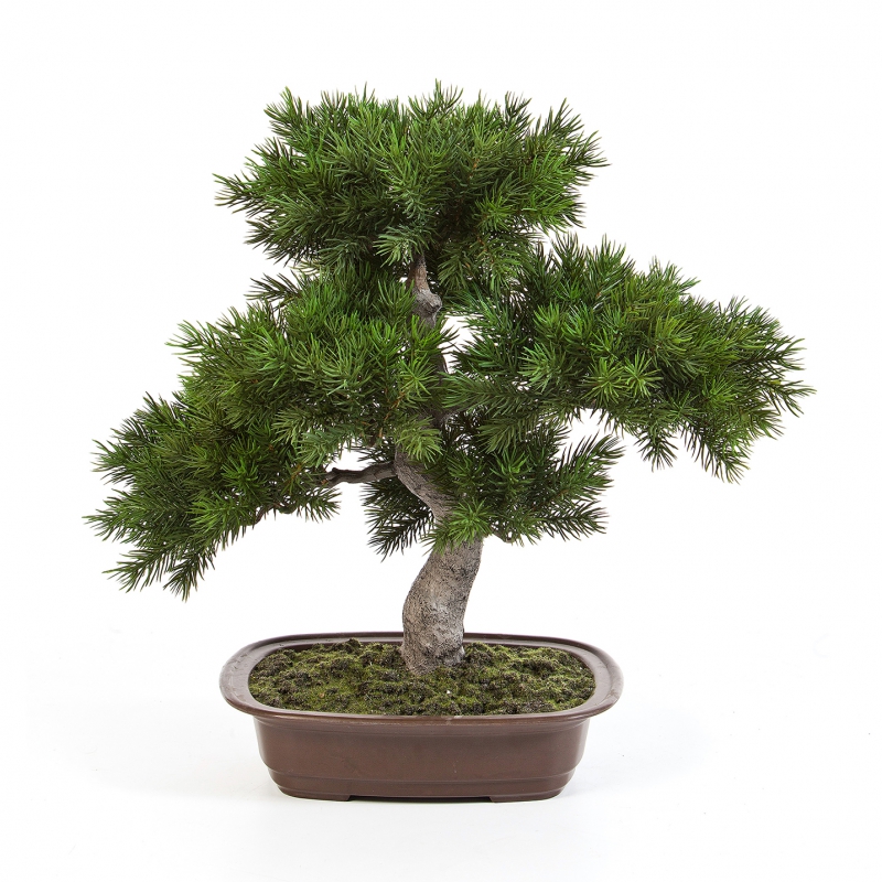 Plantas Arvores Exoticas - Bonsai | Darden | Importação, Produção e Comercialização de Plantas e Árvores Artificiais