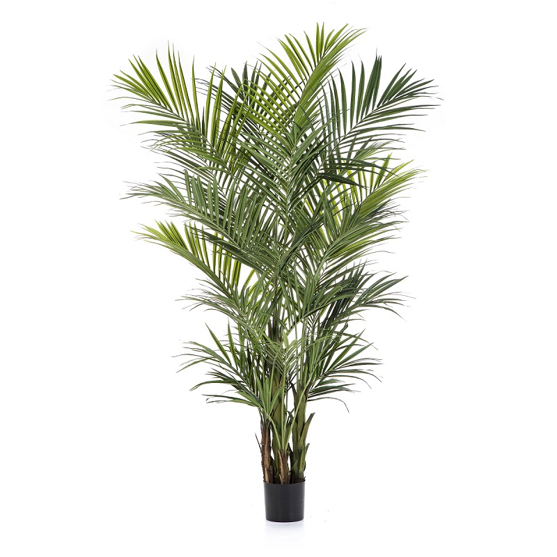 Plantas Arvores Exóticas - Palmeira Kentia | Darden | Importação, Produção e Comercialização de Plantas e Árvores Artificiais
