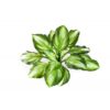 Plantas Artificiais - Haosta | Darden | Importação, Produção e Comercialização de Plantas e Árvores Artificiais