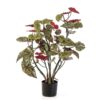 Plantas Arvores - Begonia Maculata | Darden | Importação, Produção e Comercialização de Plantas e Árvores Artificiais